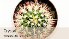  Presentation with pink and green nature - Amazing PPT layouts having spining plate - nature green isolated cactus backdrop and a lemonade colored foreground