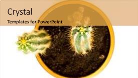  Presentation with pink and green nature - PPT layouts consisting of spining plate - nature green isolated cactus background and a gold colored foreground