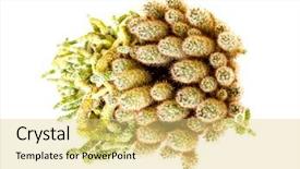  Presentation with green nature - Audience pleasing slide deck consisting of spining plate - nature green isolated cactus backdrop and a  colored foreground