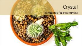  Presentation with green nature - Slide deck enhanced with spining plate - nature green isolated cactus background and a  colored foreground