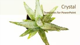  Presentation with green nature - Audience pleasing PPT theme consisting of spining plate - nature green isolated cactus backdrop and a cream colored foreground
