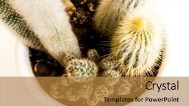  Presentation with green nature - Amazing theme having spining plate - nature green isolated cactus backdrop and a gold colored foreground
