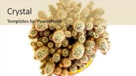  Presentation with pink and green nature - Slides enhanced with spining plate - nature green isolated cactus background and a yellow colored foreground