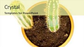  Presentation with pink and green nature - Theme having spining plate - nature green isolated cactus background and a blonde colored foreground