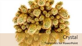  Presentation with green nature - PPT layouts enhanced with spining plate - nature green isolated cactus background and a gold colored foreground