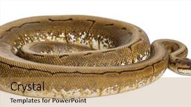  Presentation with python - Slides featuring spinner python royal python ball background and a coral colored foreground