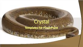  Presentation with python - Cool new presentation theme with spinner python royal python ball backdrop and a  colored foreground