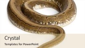  Presentation with python - Amazing slides having spinner python royal python ball backdrop and a yellow colored foreground