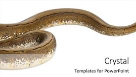  Presentation with python - Colorful theme enhanced with spinner python royal python ball backdrop and a  colored foreground