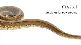  Presentation with python - PPT layouts consisting of spinner python royal python ball background and a  colored foreground