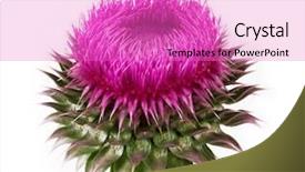  Presentation with lime green and white flower - Audience pleasing PPT theme consisting of red beautiful cactus flowers bloom - spiny flower isolated backdrop and a coral colored foreground