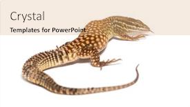  Presentation with varanus - PPT theme featuring spiny-tailed-monitor-varanus-acanthurus background and a coral colored foreground