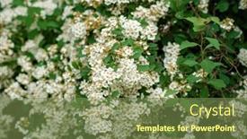  Presentation with spring - Presentation theme featuring spiraea-chamaedryfolia-in-the-spring background and a  colored foreground