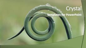  Presentation with development - Presentation theme enhanced with spiral development - beautiful plats background and a seafoam green colored foreground