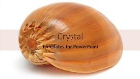  Presentation with sea shell - PPT theme enhanced with spiral sea shell close-up on white background and a red colored foreground