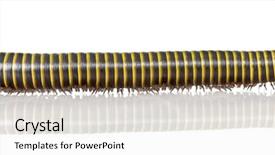  Presentation with yellow and black - Cool new PPT theme with wood and fire resistant glass backdrop and a wine colored foreground