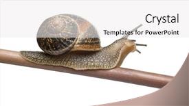 Presentation with snail - Presentation theme enhanced with spiral theme - garden snail helix aspersa background and a  colored foreground