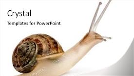  Presentation with dna helix binary code - PPT theme with spiral theme - garden snail helix aspersa background and a white colored foreground