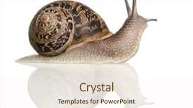  Presentation with snail - Theme with thinking businessman scratching head against chalkboard on blue wooden planks background and a dark gray colored foreground