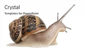  Presentation with snail - Cool new slides with spiral theme - garden snail in front backdrop and a white colored foreground