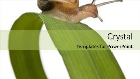  Presentation with snail - Audience pleasing slide set consisting of spiral theme - garden snail on leaf helix backdrop and a yellow colored foreground