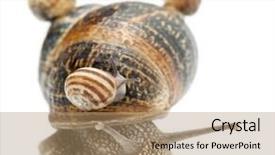  Presentation with babies - Colorful PPT layouts enhanced with spiral theme - garden snail with its babies backdrop and a coral colored foreground