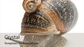  Presentation with snail - Beautiful theme featuring spiral theme - garden snail with its baby backdrop and a coral colored foreground