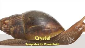  Presentation with land in africa - PPT theme with spiral theme - giant african land snail achatina background and a tawny brown colored foreground