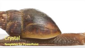  Presentation with land in africa - PPT theme enhanced with spiral theme - giant african land snail achatina background and a tawny brown colored foreground