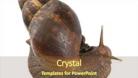  Presentation with land - Presentation enhanced with spiral theme - giant african land snail achatina background and a tawny brown colored foreground