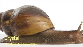  Presentation with snail - PPT theme consisting of portrait of exhausted businesswoman sleeping on desk background and a light gray colored foreground