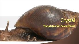  Presentation with land - Colorful theme enhanced with spiral theme - giant african land snail achatina backdrop and a tawny brown colored foreground