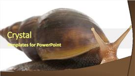  Presentation with land in africa - Theme featuring spiral theme - giant african land snail achatina background and a tawny brown colored foreground