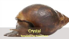  Presentation with land - PPT theme consisting of spiral theme - giant african land snail achatina background and a tawny brown colored foreground