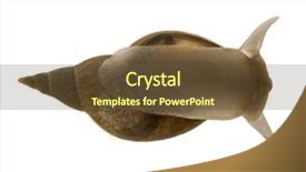  Presentation with snail - PPT theme having spiral theme - great pond snail lymnaea stagnalis background and a tawny brown colored foreground