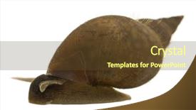  Presentation with snail - PPT theme enhanced with spiral theme - great pond snail lymnaea stagnalis background and a tawny brown colored foreground