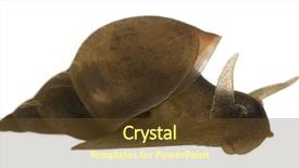  Presentation with snail - Cool new slides with spiral theme - great pond snail lymnaea stagnalis backdrop and a tawny brown colored foreground