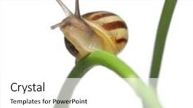  Presentation with garden sand - Slides featuring spiral theme - white garden snail also know background and a white colored foreground