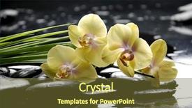 Presentation with palm oil - PPT layouts consisting of spirit mind body - oriental spa with orchid background and a tawny brown colored foreground