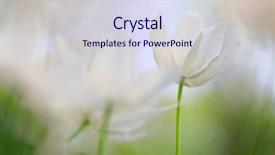  Presentation with soft white flower - Colorful presentation design enhanced with spirit of a wood anemone backdrop and a sky blue colored foreground