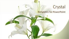  Presentation with spiritual - Theme consisting of spiritual gifts - beautiful lilies on white background background and a cream colored foreground