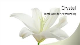  Presentation with lily - Beautiful slides featuring spiritual gifts - beautiful lily on white background backdrop and a white colored foreground