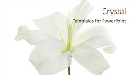  Presentation with spiritual - PPT layouts featuring spiritual gifts - beautiful lily on white background background and a cream colored foreground