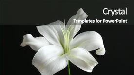  Presentation with lily - Slide deck with spiritual gifts - beautiful white lily on black background and a dark gray colored foreground