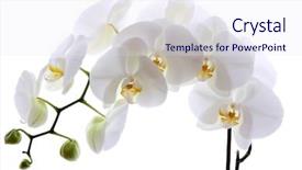  Presentation with orchid - Cool new slide deck with spiritual gifts - white orchid isolated on white backdrop and a sky blue colored foreground