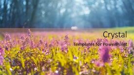  Presentation with beautiful spring flowers - Amazing presentation having spiritual inspiration - beautiful woodland landscapes spring flowers backdrop and a coral colored foreground