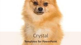  Presentation with camera - Slides enhanced with spitz-dog-sitting-and-looking background and a coral colored foreground