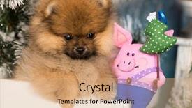  Presentation with pig - PPT layouts consisting of children clip art - christmas spitz puppy and pink background and a coral colored foreground
