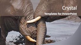  Presentation with elephant - Presentation theme having mud splash - two elephant's playing background and a violet colored foreground