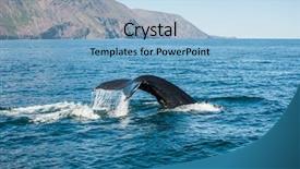  Presentation with whale - PPT layouts enhanced with splash sea - tail fin of the mighty background and a light blue colored foreground